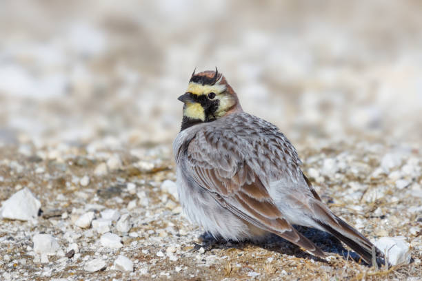 Horned Lark searching for food on the snow stock photo