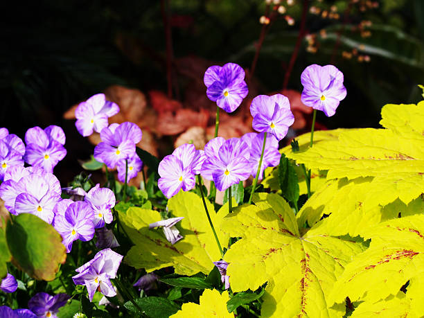 Horned pansy (Viola cornuta 'Rebecca') and Heucherella 'Sunrise Falls' stock photo