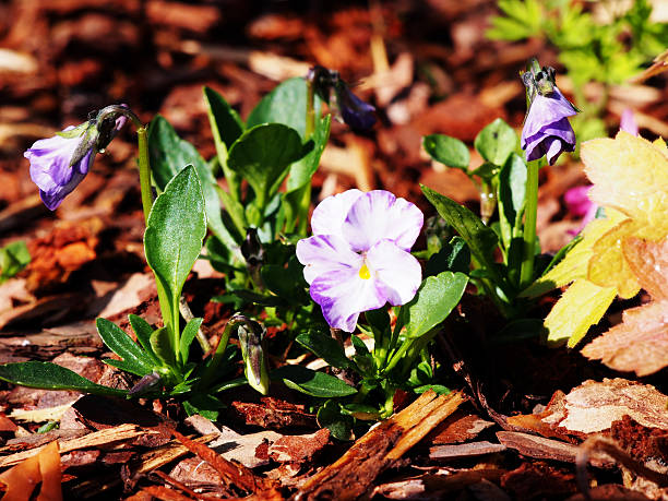 Horned pansy (Viola cornuta 'Rebecca') in the garden. stock photo