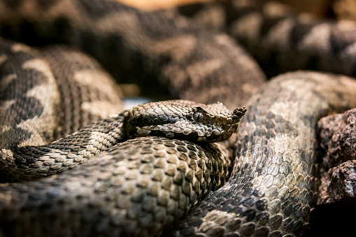 Close-up of a horned viper (also known as long-nosed viper, nose-horned viper, sand viper). It is the most dangerous of the European snakes due to its high venom toxicity, aggressiveness, large size and long fangs. The most distinctive characteristic is a single 