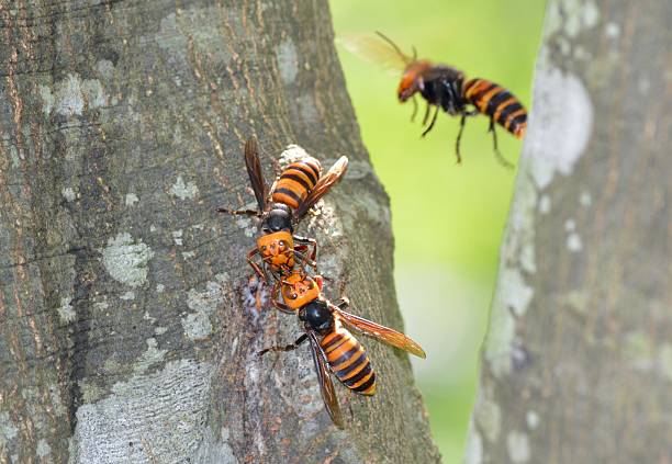 Hornet Vespa mandarinia murder hornet stock pictures, royalty-free photos & images
