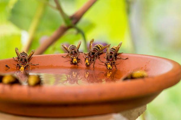 hornets - guêpe eau nourriture photos et images de collection