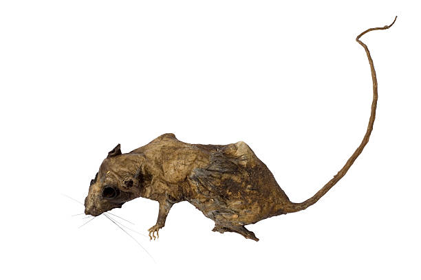 horrific rat - ugly rat stock pictures, royalty-free photos & images.