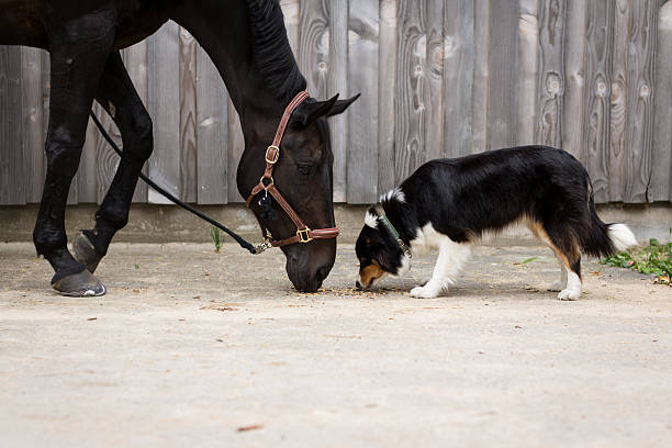 Horse and Dog stock photo