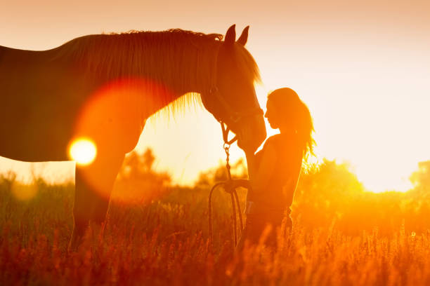 Horse and girl silhouette Beautiful silhuette of girl and horse at sunset female animal stock pictures, royalty-free photos & images