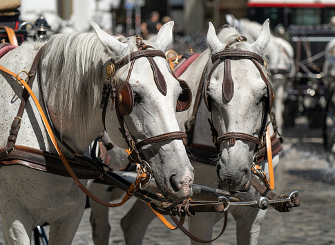 Horse carriage. Two white horses in harness.