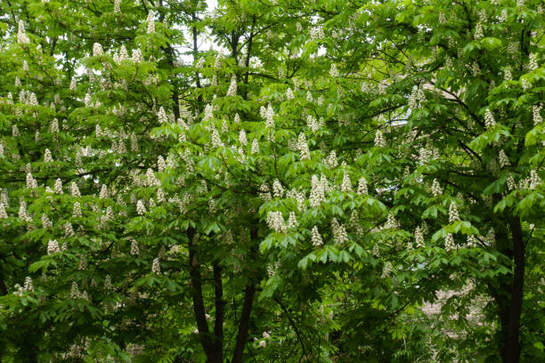 Horse chestnut tree in full bloom in May Horse chestnut tree in full bloom in May horse chestnut tree stock pictures, royalty-free photos & images