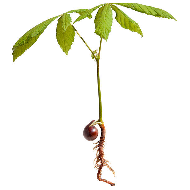 Horse Chestnut Tree Seedling, Aesculus Hippocastanum. XXXLarge stock photo