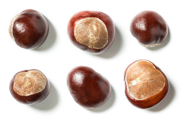 horse chestnuts brown conkers on white background horse chestnut seed stock pictures, royalty-free photos & images