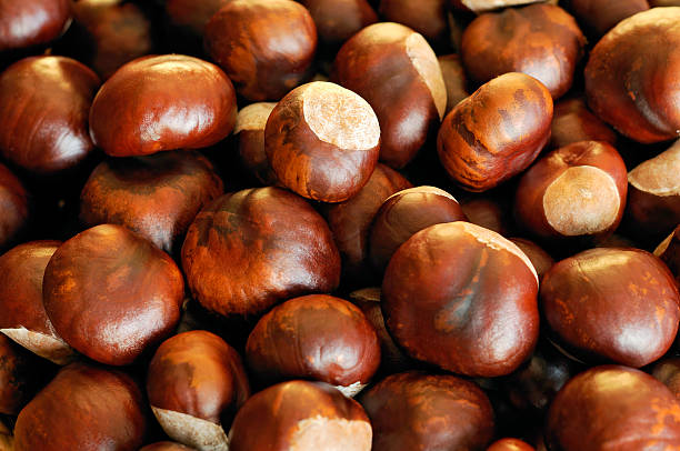 Horse chestnuts  horse chestnut seed stock pictures, royalty-free photos & images