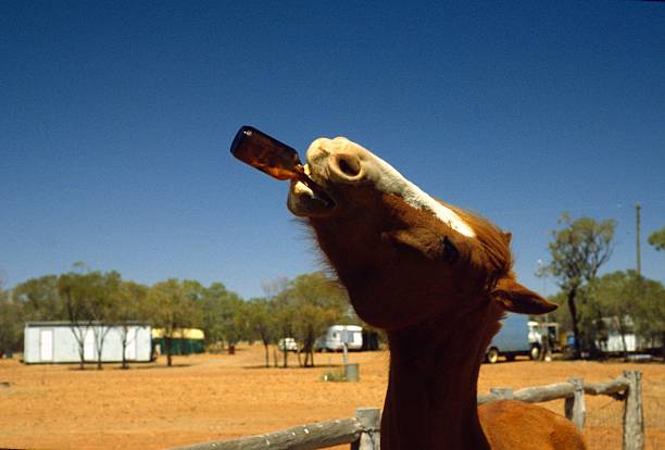 Конь пьет пиво. Лошадь пьет. Лошадь с пивом. Пьющий конь.