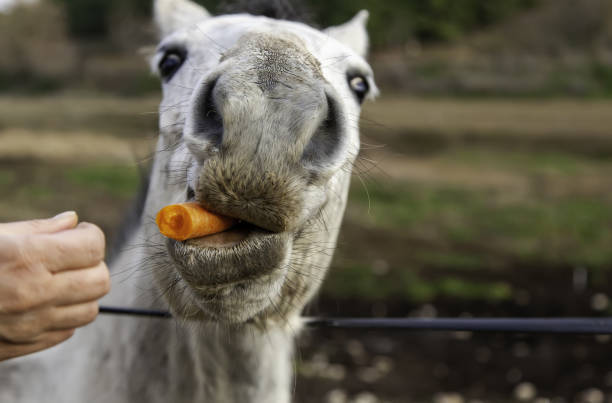Horse eating carrots stock photo