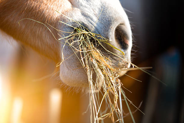 Horse eating grass stock photo