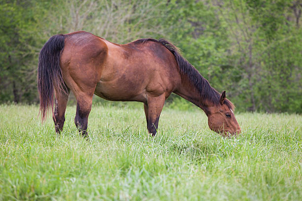 Horse Eating in Pasture stock photo