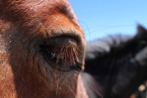 Horse Eye 1 stock photo