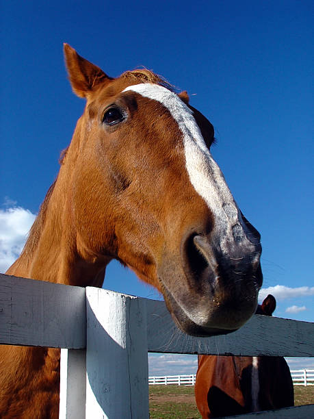 Top 60 Ugly Horse Stock Photos, Pictures, and Images - iStock