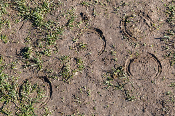 Horse Footprints Horseshoe prints in soil after rain, in the countryside horse hoof prints stock pictures, royalty-free photos & images