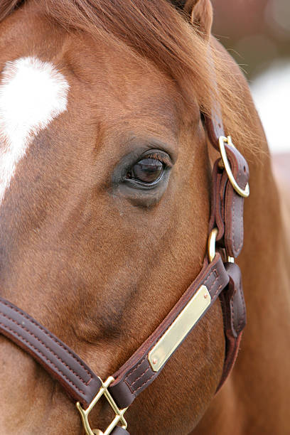 Horse Glare stock photo