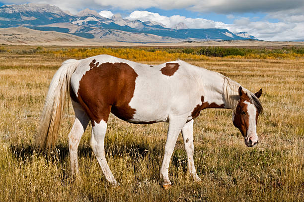 Horse Grazing on the Plains of Montana Horses roaming the plains are an iconic symbol of the American West. This horse was photographed while grazing in a meadow at the Pine Butte Swamp Preserve near Choteau, Montana, USA. jeff goulden domestic animal stock pictures, royalty-free photos & images