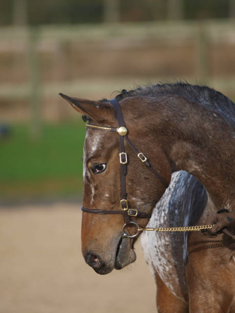 häst headshot i träns - knabstrupper bildbanksfoton och bilder