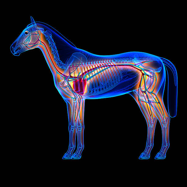 Horse Anatomy Stock Photos, Pictures & Royalty-Free Images - iStock
