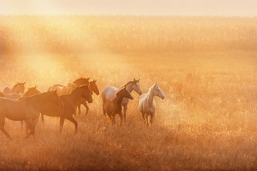 Horse herd on pasture in morning sunlight