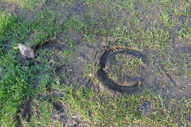 Horse hoof prints on a wet ground  Spring season Horse hoof prints on a wet ground  Spring season horse hoof prints stock pictures, royalty-free photos & images
