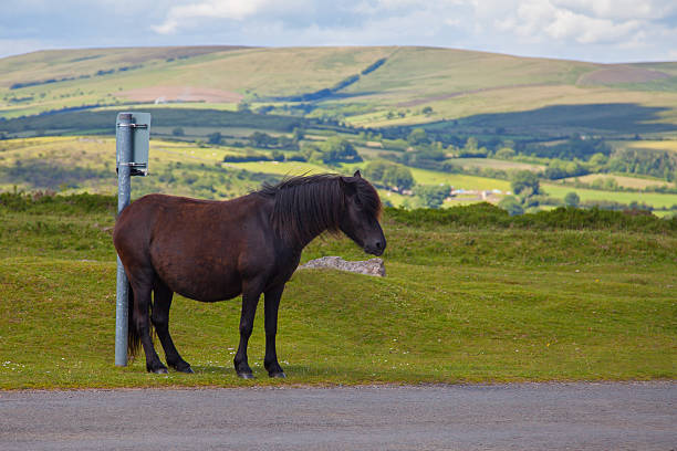 Horse humor, pony scratching bottom - waiting for bus?! Dartmoor pony itches posterior on road signpost - embarrassing illnesses / rashes / fleas / complaints / miserable / humour / medical / vetinary. edward shames stock pictures, royalty-free photos & images