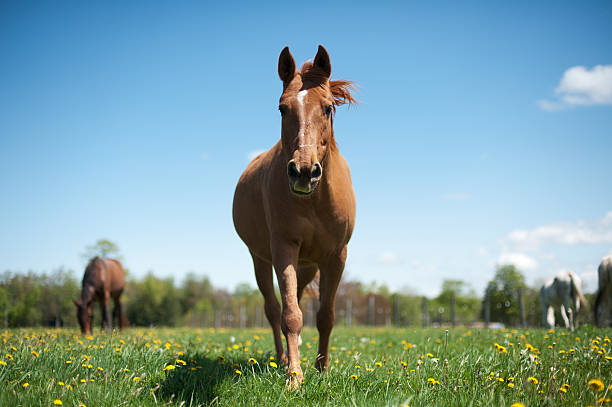 Horse in a sunny pasture stock photo