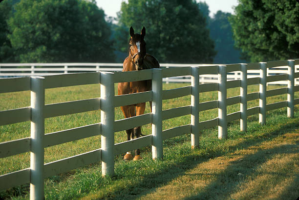 Horse in Paddock stock photo