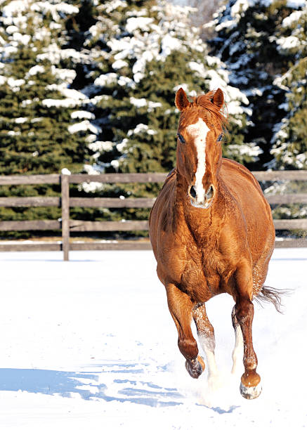 Horse in Snow Running Directly at Camera stock photo