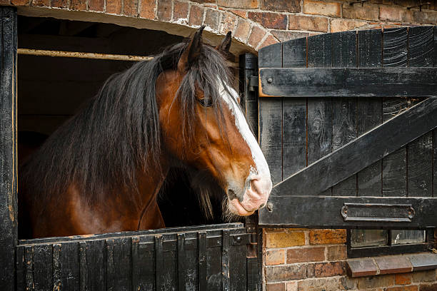Horse in stable Dark brown horse looking out of stable shire horse stock pictures, royalty-free photos & images