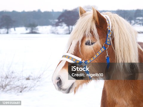 istock Horse In The Snow 1289350681
