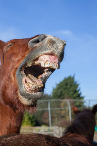 Horse laughing. Funny animal meme image of a horse neighing Horse laughing. Funny animal meme image of a horse neighing. Close-up of horses teeth and mouth as it lets out a loud neigh. Blue sky background copy-space. donkey teeth stock pictures, royalty-free photos & images