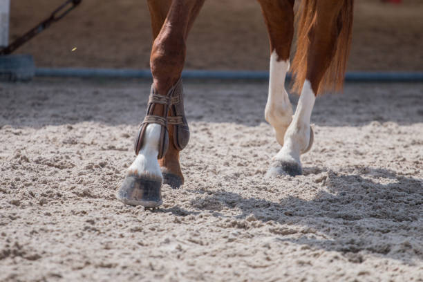 horse legs on dirt stock photo