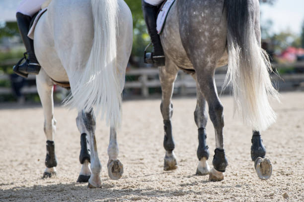 Horse legs Two gray horses walk around the warm-up ring wearing brushing boots in preparation for a jumper class horse show stock pictures, royalty-free photos & images