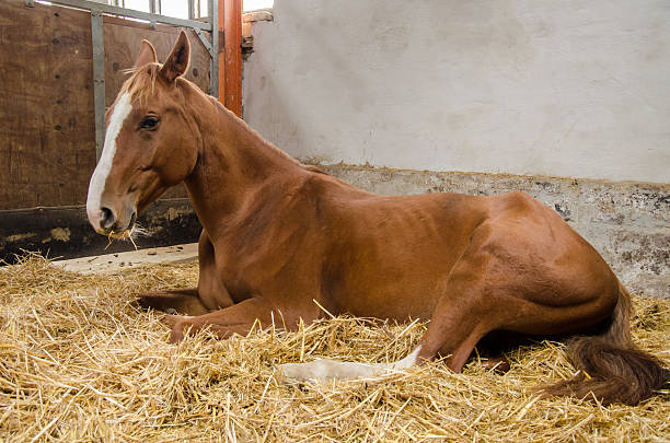 horse lying and sleeping in stable stock photo