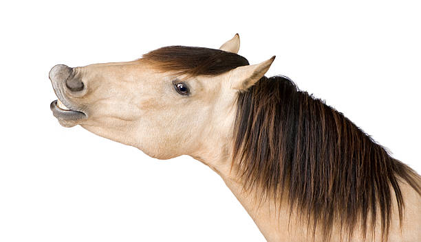 horse neighing - silly horse bildbanksfoton och bilder