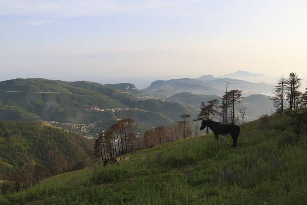 A horse on the hill of Monte Faito stock photo