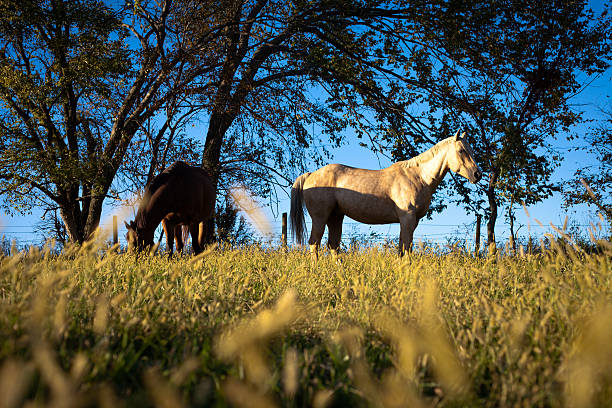 Horse Pasture stock photo