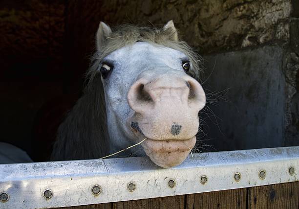 horse peering over stable door, smiling - silly horse bildbanksfoton och bilder