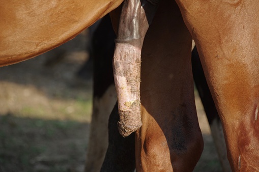 Horse penis in close up.
