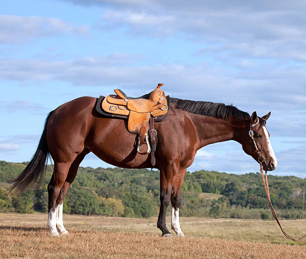 horse Profile of quarter horse mare, saddled and standing in field. saddle stock pictures, royalty-free photos & images