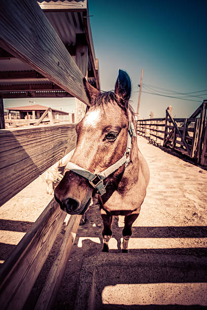 Horse stock photo