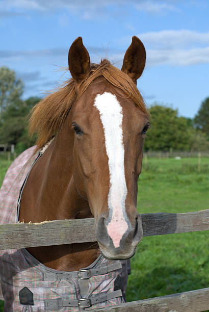 Horse portrait stock photo