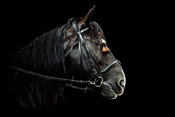Horse Portrait  shire horse stock pictures, royalty-free photos & images