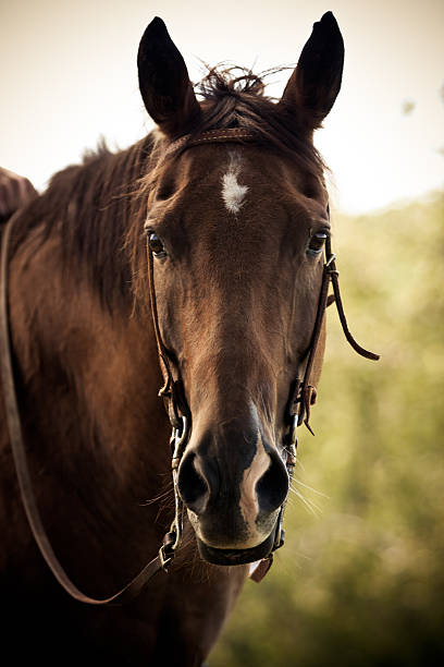 Horse Portrait stock photo