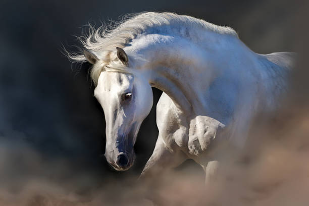 horse-portrait-picture-id491698112?k=20&m=491698112&s=612x612&w=0&h=hOuo17tsNY2uZfNlHWxm2neY82S4HBFQu8jXrYGgCaw=