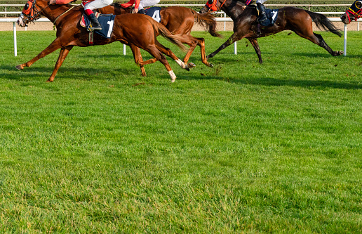 Horse race on grass