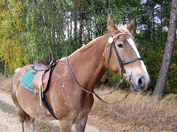 horse ready to go stock photo